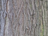 Baum-Rinde_Texturs_B_27420