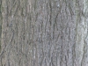 Baum-Rinde_Texturs_B_27430