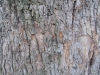 Baum-Rinde_Texturs_B_27560