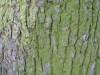 Baum-Rinde_Texturs_B_27910