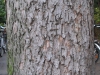 Baum-Rinde_Texturs_B_28000