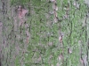 Baum-Rinde_Texturs_B_28020