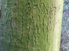 Baum-Rinde_Texturs_B_28060