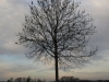 Pflanzen-Baum-Silhouette-Foto_Textur_B_PC147675