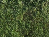 Pflanzen-Hecken-Foto_Textur_B_P6233710