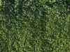 Pflanzen-Hecken-Foto_Textur_B_P6233711
