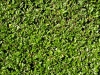 Pflanzen-Hecken-Foto_Textur_B_P6233722