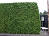 Pflanzen-Hecken-Foto_Textur_B_P8204500