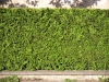 Pflanzen-Hecken-Foto_Textur_B_P8289284