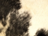 Tiere-Foto_Textur_A_PA180264