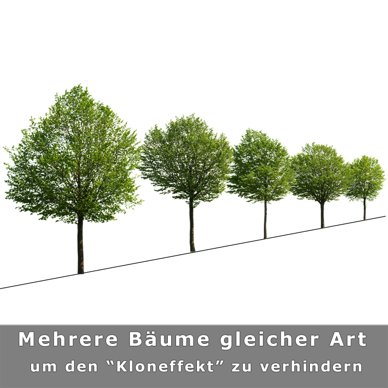 Boulevard Trees V02 Freigestellte Alleenbäume » tonytextures.de