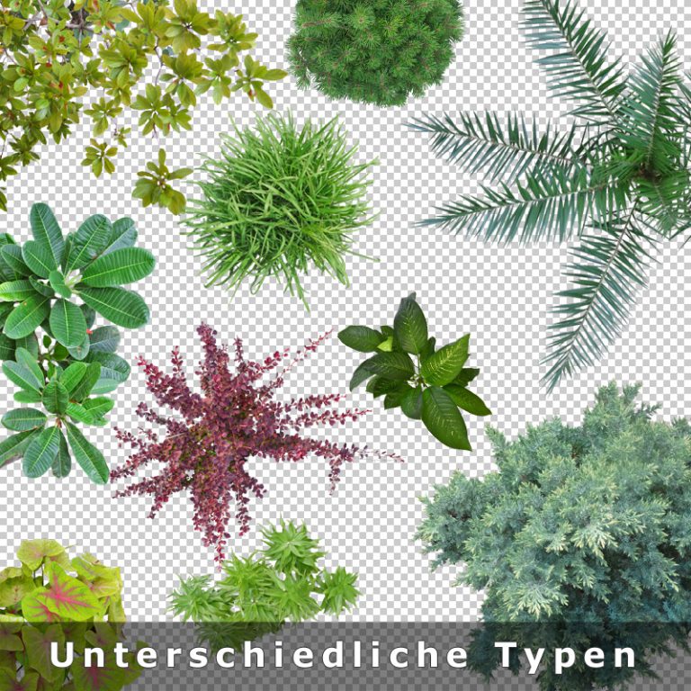 Top View Plants V1 – Freigestellte Pflanzen als Grundriss Aufsicht (.PNG)